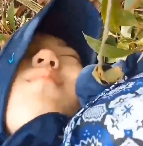 Top 10 Viral Tiktok Video ABG Indo Fyp Gadis Smp Hijab Lagi Di Ospek Senior Of All Time Trending Global Official New 2025